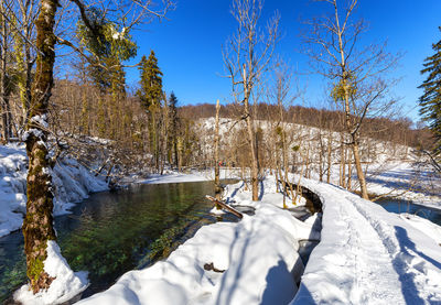 Snow covered plants by trees against sky