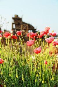 Close-up of red flowering plants on field