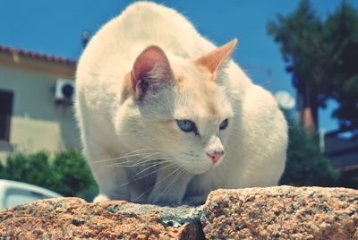 Close-up of a cat looking away