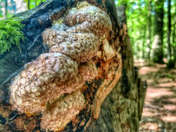 Close-up of mushrooms on tree trunk