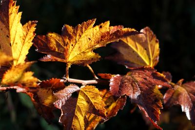 Close-up of dried maple leaves