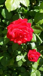 Close-up of red rose