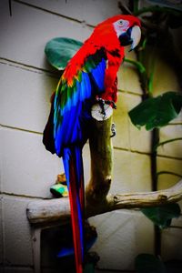 Close-up of parrot perching on floor