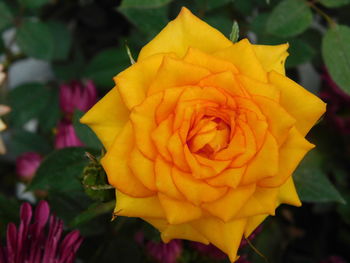 Close-up of yellow rose blooming outdoors