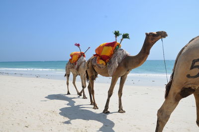 View of camels on beach against sky