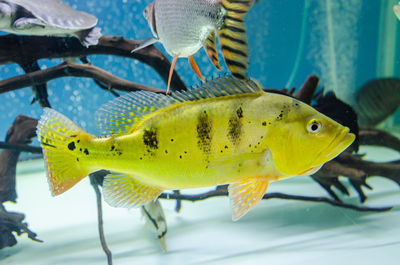 Close-up of fish swimming in sea