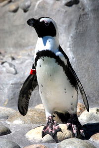 Emperor penguin against rock formations at galapagos islands