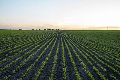 Scenic view of agricultural field against clear sky