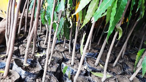 High angle view of bamboo trees in forest