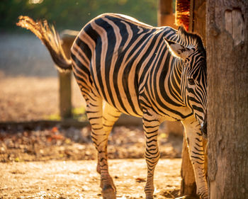 Zebras standing in a zoo