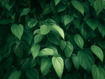 Full frame shot of green leaves on plant