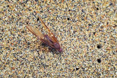 High angle view of insect on sand