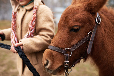 Unrecognizable girl leading pony by bridle