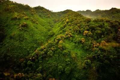 Scenic view of forest