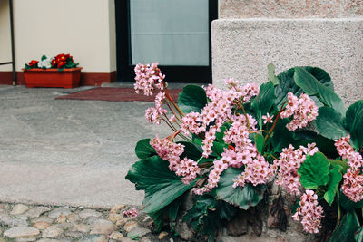 Close-up of flower pot