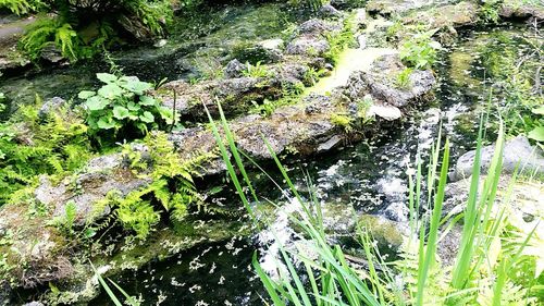 Plants growing outdoors