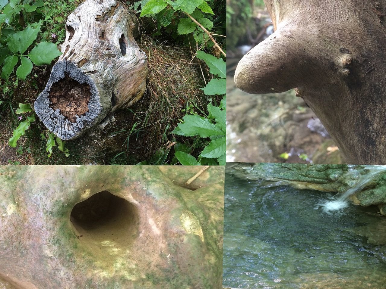 water, tree, close-up, nature, rock - object, tree trunk, growth, textured, moss, day, hole, no people, outdoors, beauty in nature, tranquility, green color, plant, reflection, sunlight, rock formation