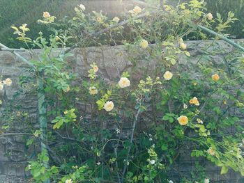 Close-up of flowers growing in field