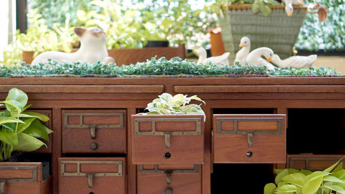 Close-up of potted plants setting on wood table and in drawer decorate with different items