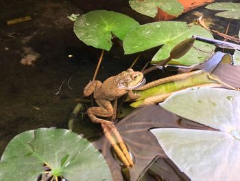 Close-up of frog on leaves