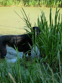 View of horse on field