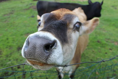 Close-up portrait of cow on field
