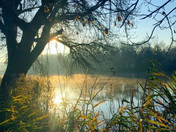 Close-up of trees against sky at sunset