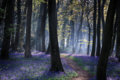 Scenic view of trees in forest