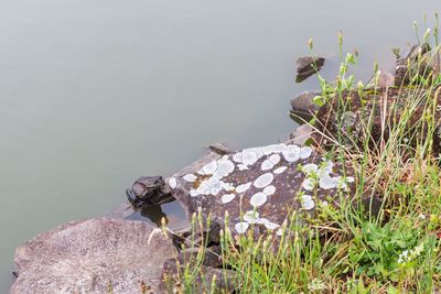 View of rock and frog by lake 