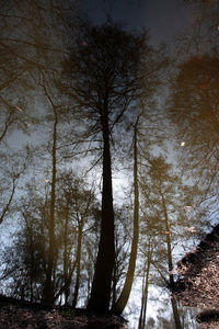 Low angle view of bare trees