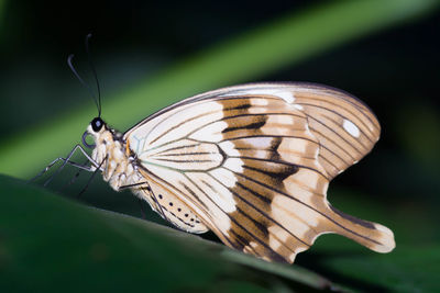 Close-up of butterfly perching on leaf