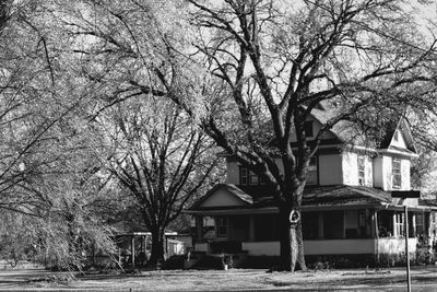 Bare tree against built structure