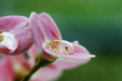 Close-up of honey bee on pink flower