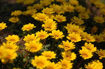 Close-up of yellow flowering plants on field