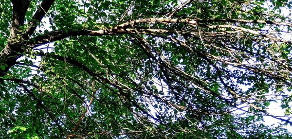 Low angle view of trees