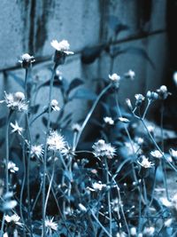 Close-up of white flowers