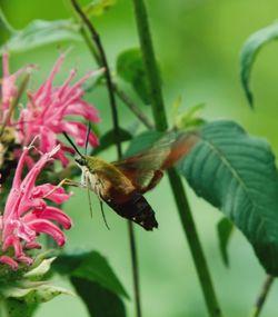 Close-up of bee pollinating on flower