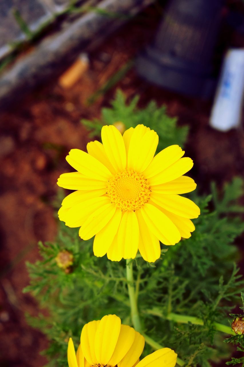 CLOSE-UP OF YELLOW FLOWER AGAINST BLURRED BACKGROUND