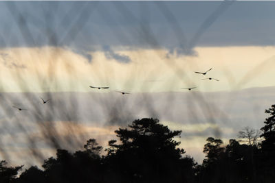 Low angle view of silhouette birds flying in sky