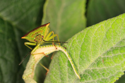 Close-up of grasshopper on leaf