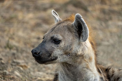 A wonderful closeup of spotted hyena in the savanna