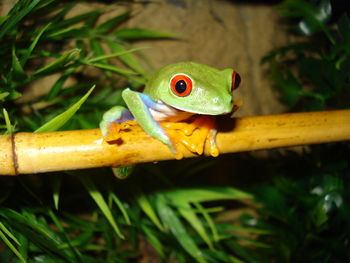 Close-up of green lizard