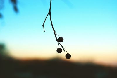Close-up of berries growing on plant against sky