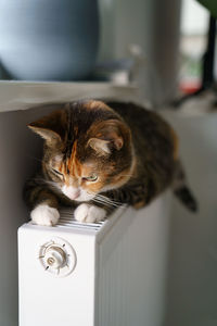 Fluffy cat lying on warm radiator battery. multi colored kitty feel comfortable sleep on hot heater