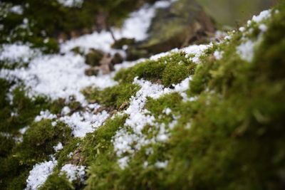 Close-up of frozen moss on tree