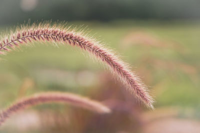 Close-up of plant