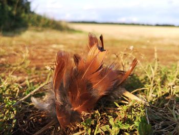 Close-up of feather on field