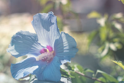 Close-up of flower blooming outdoors