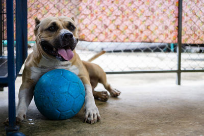 Dog sitting on ball