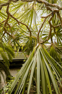 Close-up of palm trees